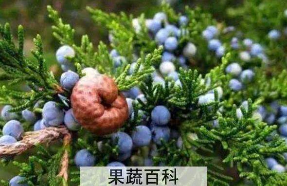 杜松子精油怎么用 杜松子精油的使用方法