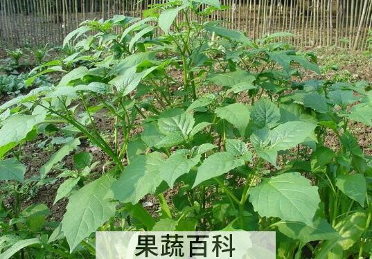 白花菜的禁忌  白花菜副作用