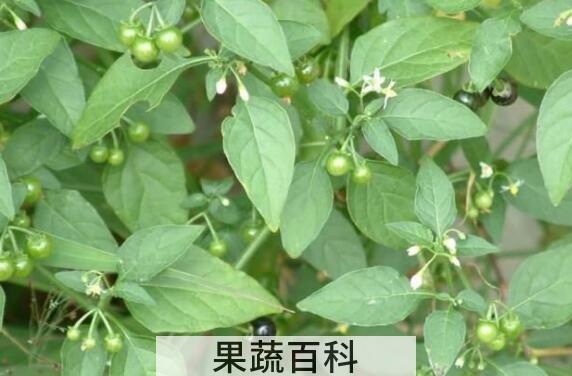 白花菜的禁忌  白花菜副作用
