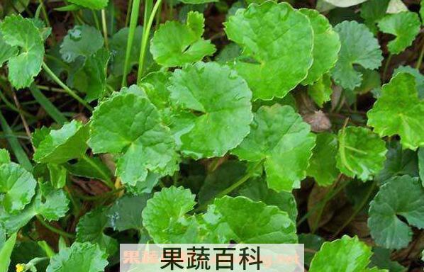 金钱草的副作用及禁忌 养殖金钱草的好处