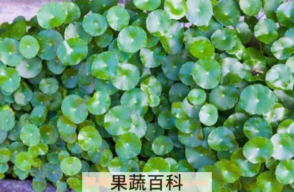 金钱草的副作用及禁忌 养殖金钱草的好处