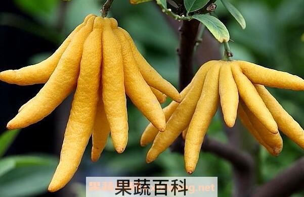 招财佛手如何养 招财佛手的养殖方法