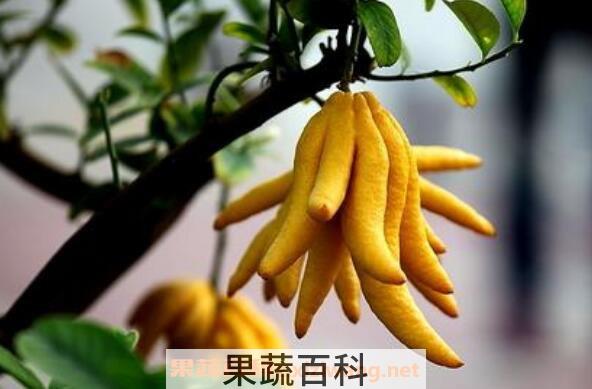 招财佛手如何养 招财佛手的养殖方法