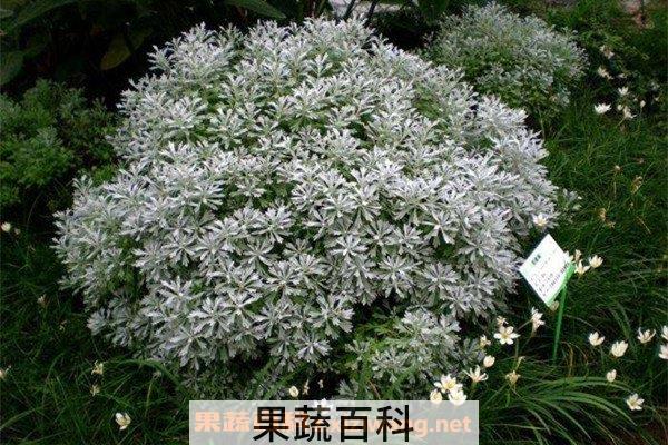 芙蓉菊
