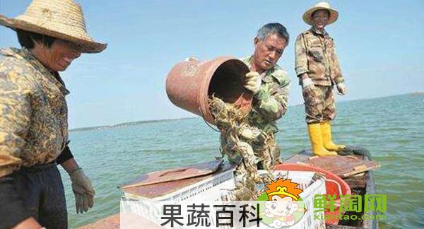 梁子湖大闸蟹什么时候吃，梁子湖大闸蟹季节