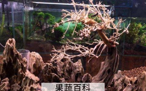 杜鹃根与沉木的区别 沉木有什么作用