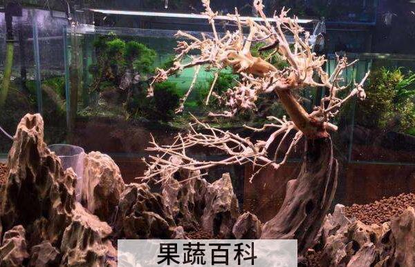 杜鹃根与沉木的区别 沉木有什么作用