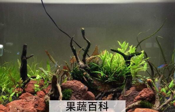 杜鹃根与沉木的区别 沉木有什么作用