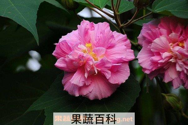芙蓉