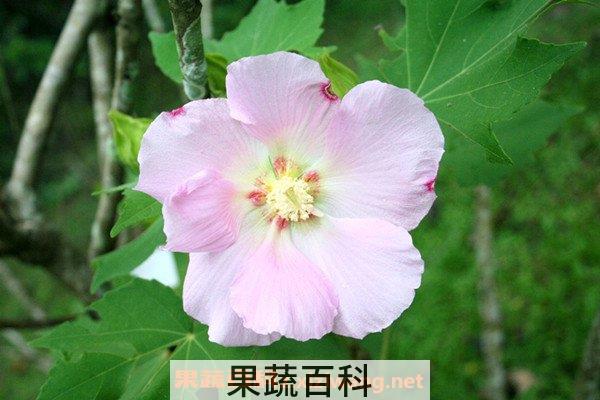 芙蓉