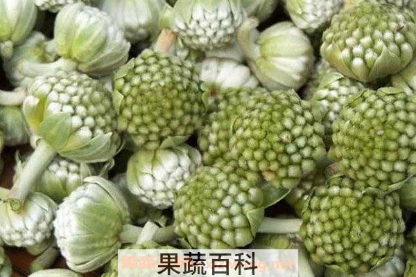 绿萝花