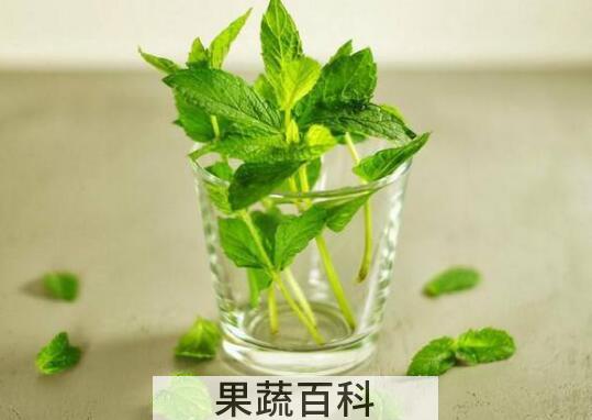 薄荷叶泡水的功效与作用及禁忌