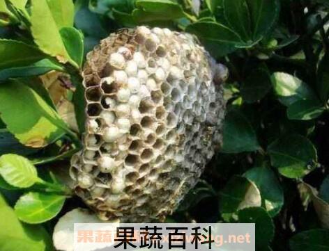 蜂房的功效与作用及药用价值