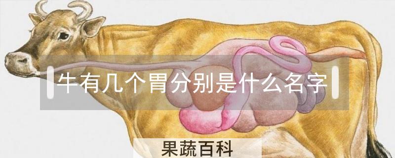 牛有几个胃分别是什么名字