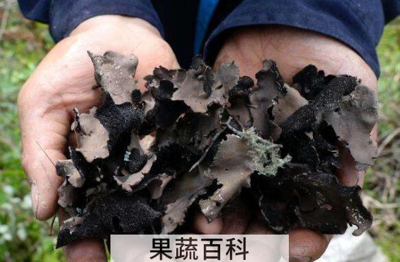 如何处理岩耳 岩耳怎么洗