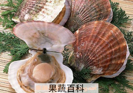 扇贝哪里不能吃图解 扇贝怎么处理