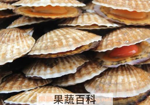 扇贝哪里不能吃图解 扇贝怎么处理