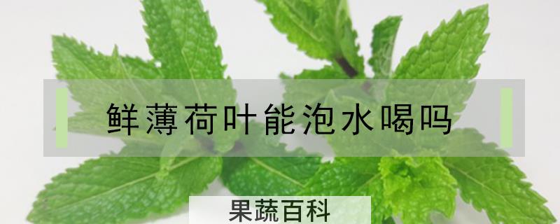 鲜薄荷叶能泡水喝吗