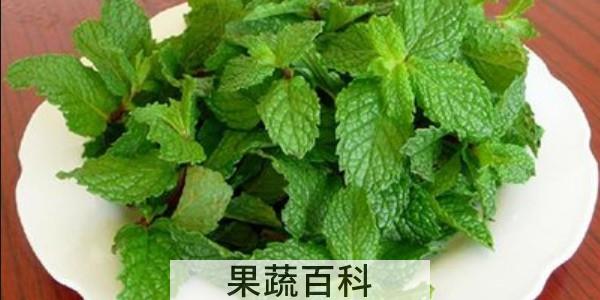 鲜薄荷叶能泡水喝吗
