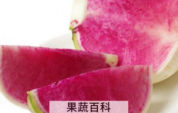 胭脂萝卜的功效与作用