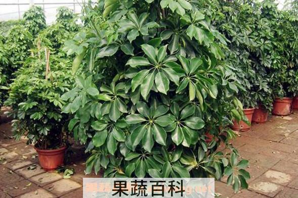 招财树怎么养殖 招财树的养殖方法