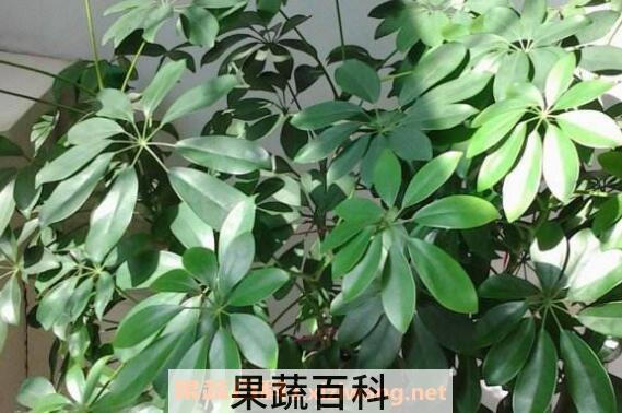 招财树怎么养殖 招财树的养殖方法