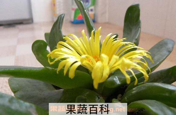 佛手托金如何养殖 佛手托金的养殖方法