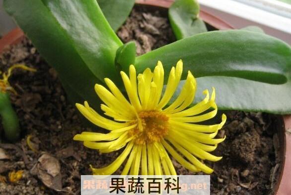 佛手托金如何养殖 佛手托金的养殖方法