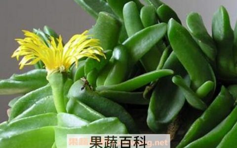 招财佛手如何养殖 招财佛手的养殖方法