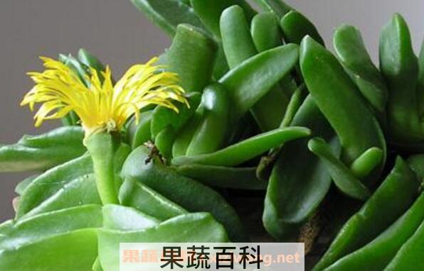 招财佛手如何养殖 招财佛手的养殖方法