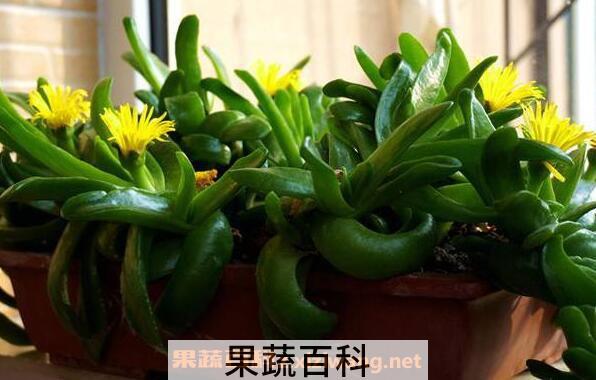 佛手花如何养殖 佛手花的家庭养殖方法