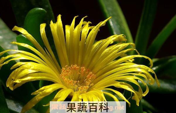 佛手花如何养殖 佛手花的家庭养殖方法