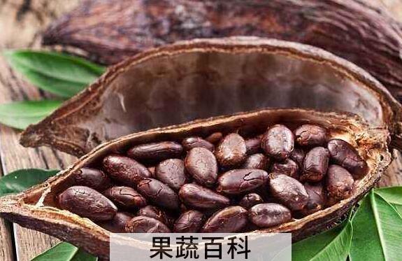 可可豆的功效与作用