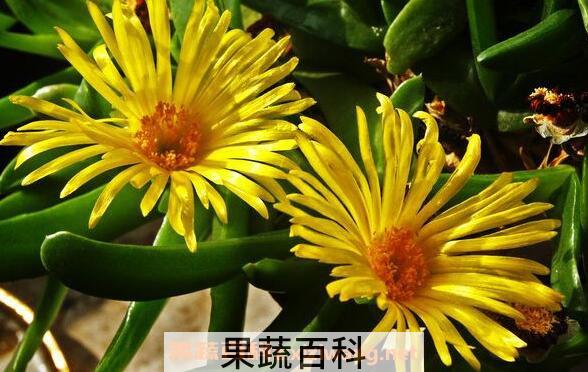 佛手花的功效与作用 佛手花的药用价值