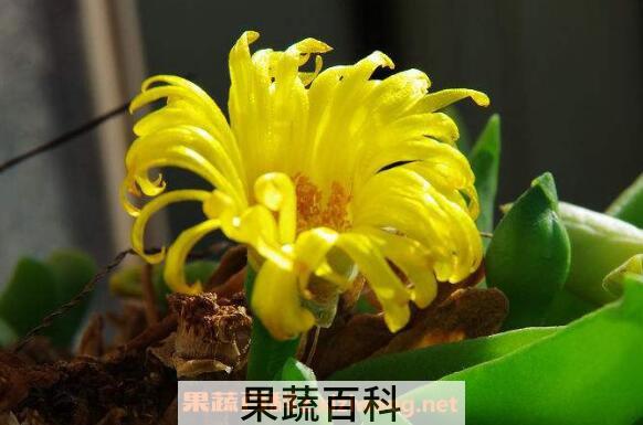 佛手花的功效与作用 佛手花的药用价值