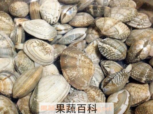 花蛤如何去沙 活花蛤吐沙最快的方法