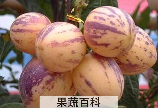 人参果皮怎么去皮 人参果的皮怎么削