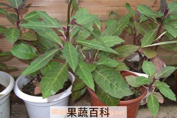 降糖草