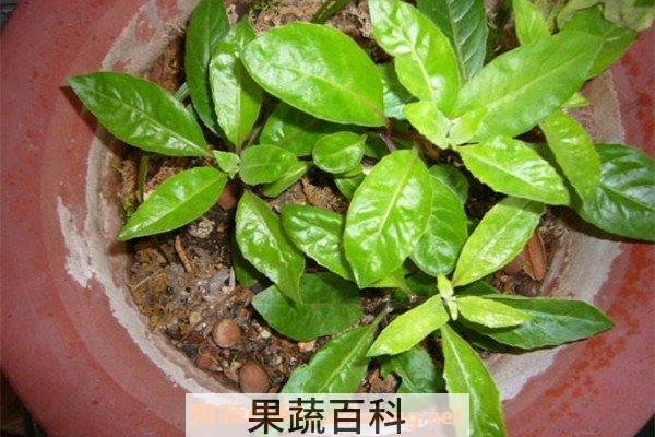 降糖草