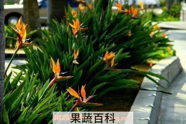 鹤望兰