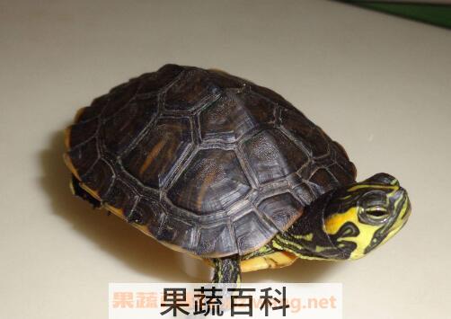 甲鱼有什么功效和作用