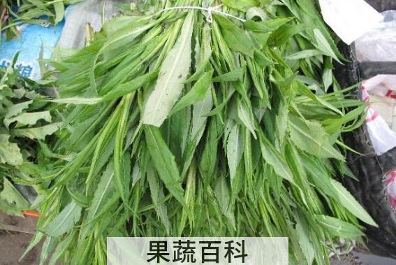 鸭嘴菜的功效与作用 鸭嘴菜的禁忌