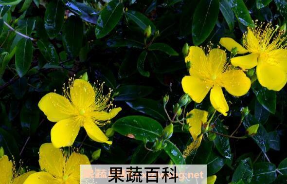 金丝梅的功效与作用及药用价值