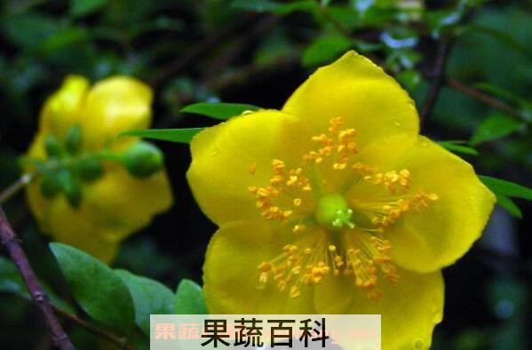金丝梅的功效与作用及药用价值