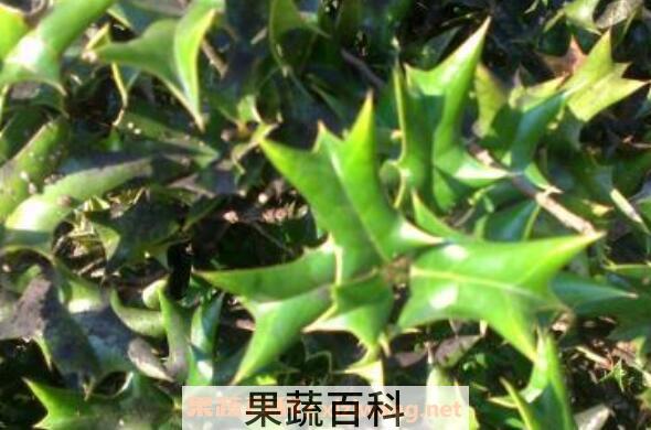 猫儿刺的功效与作用