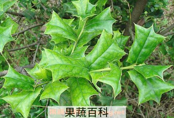 猫儿刺的功效与作用