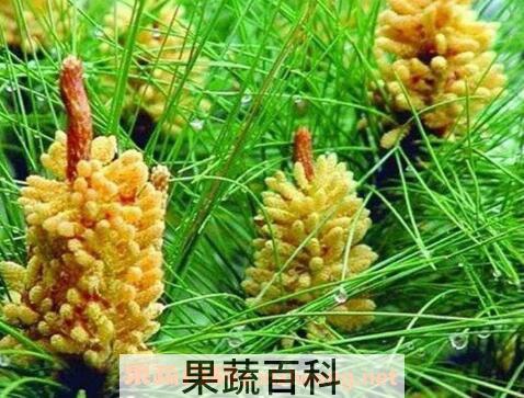 国珍松花粉怎么吃 国珍松花粉什么时候吃