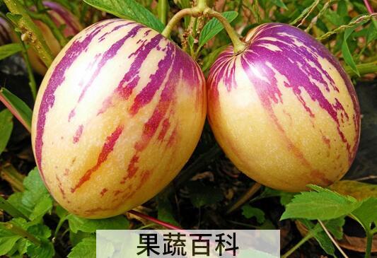 人参果的皮有什么功效