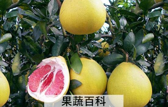 吃蜜柚的好处 吃蜜柚的功效与作用