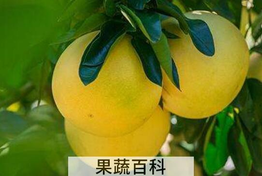 吃蜜柚的好处 吃蜜柚的功效与作用